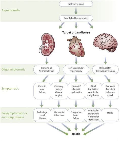 Licorice Hypertension Mechanism at Ruben Ramos blog