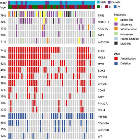Image result for Copy Number Variation Mutation