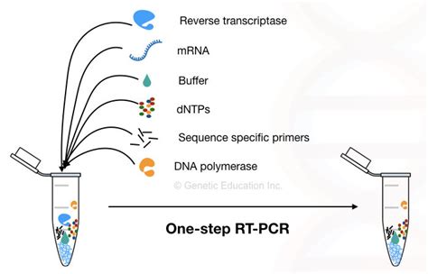 Image result for Reverse Transcriptase PCR Steps