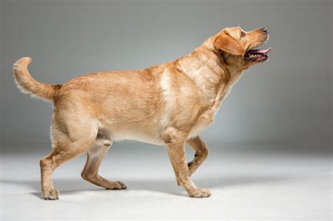Image result for Beautiful Labrador