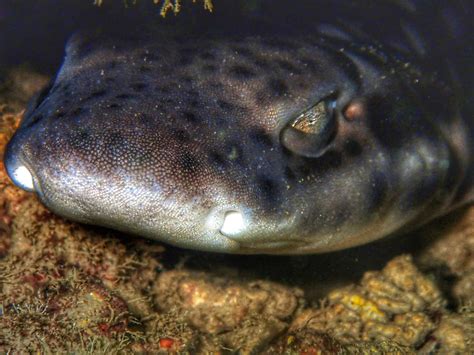 Wobbegong Eating Bamboo Shark