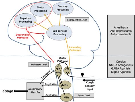 Anatomy and Neurophysiology of Cough - CHEST