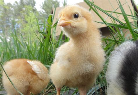 Spring Chickens 11 的图像结果