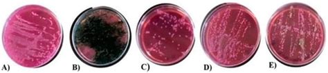 Efficacy of Salmonella Bacteriophage S1 Delivered and Released by ...