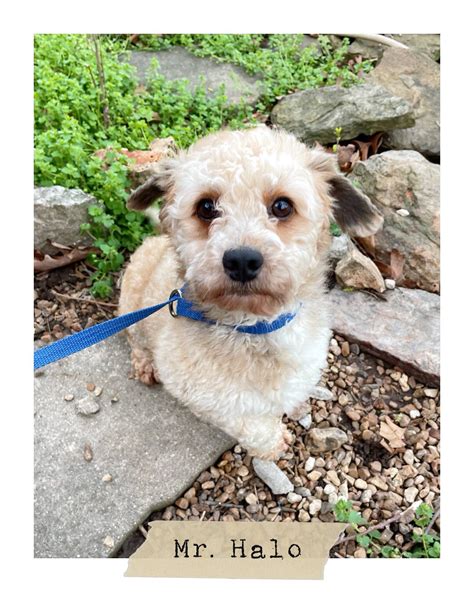 🐾 Golden Paw Pet Rescue - Joplin, MO 🐾 (@goldenpaw.rescue) • Instagram ...