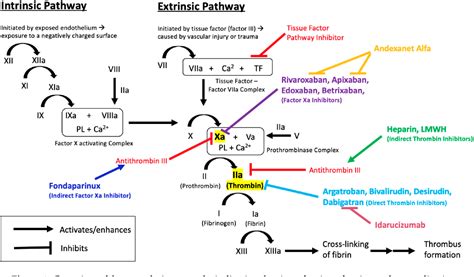 Image result for Coagulation Pathway Explained