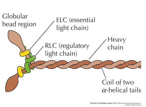 Amino Acid Composition Myosin at Bella Pflaum blog