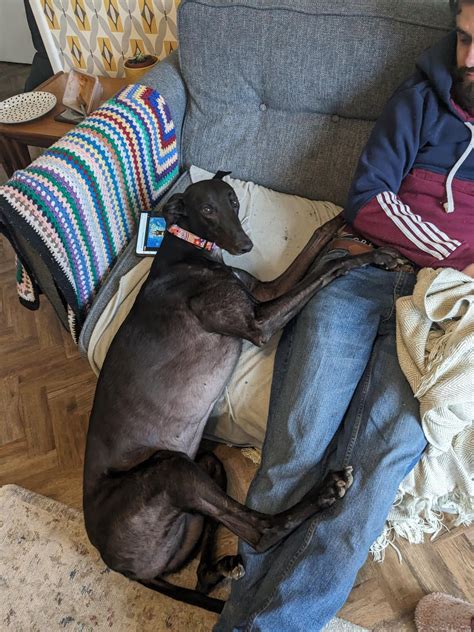 Slowly falling off the sofa and not doing a whole lot to stop it : r ...