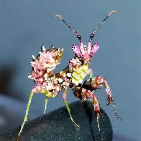 Spiny Flower Mantis (P. wahlbergii) for sale at PanTerra Pets
