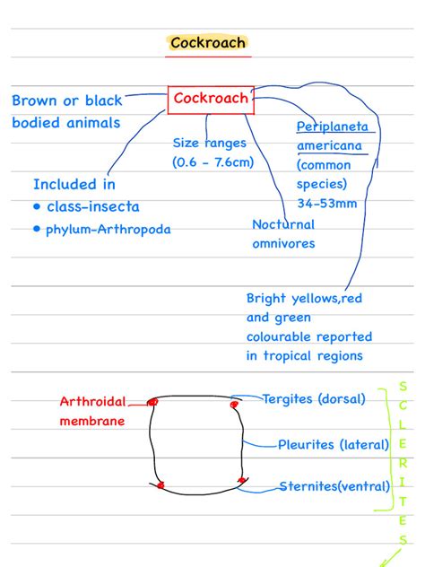 Cockroach Taxonomy 的图像结果