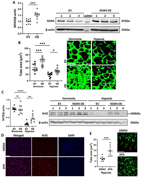 PLAC8-Mediated Activation of NOX4 Signalling Restores Angiogenic ...