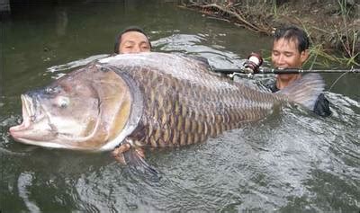 世界上最大的鱼是什么鱼_科学探索_资讯中心_驱动中国
