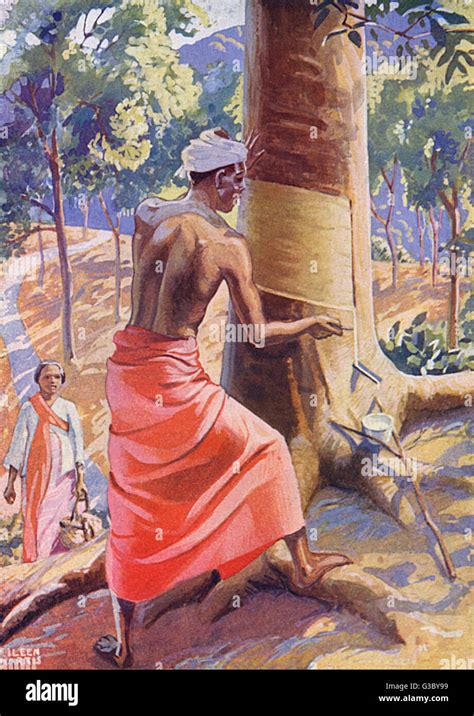 Image result for Rubber Tree Tapping