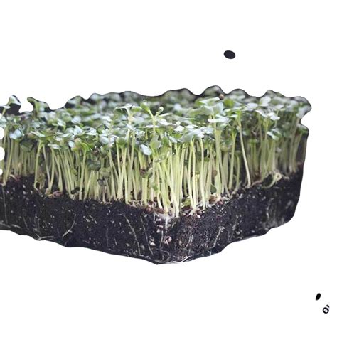 Seeds | Jonjo Seeds