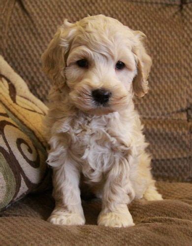 Image result for Cockapoo Light Brown