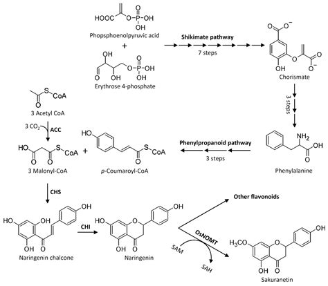 Rice Phytoalexins: Half a Century of Amazing Discoveries; Part I ...
