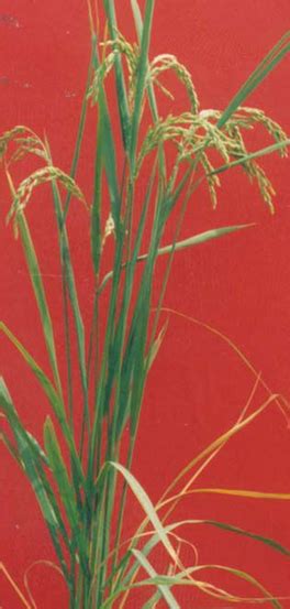 中国科学家利用基因编辑技术 成功克隆出杂交稻种子 | 北晚新视觉