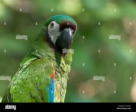 Chestnut fronted macaw hi-res stock photography and images - Alamy