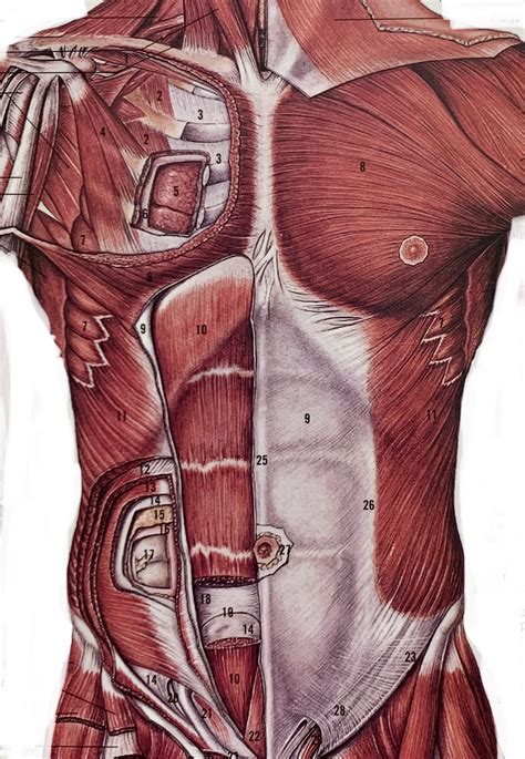 Core Muscles 的图像结果