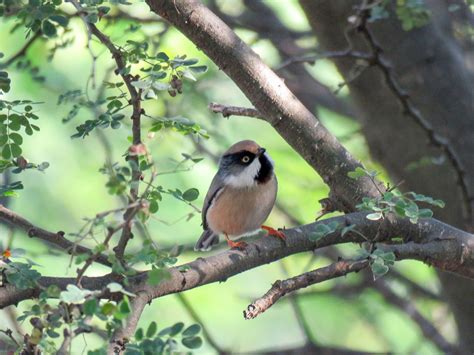White-cheeked Tit - eBird