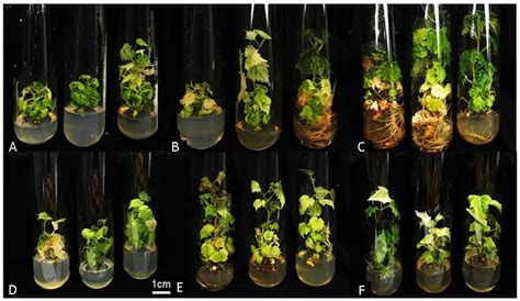 Impact of Temperature and Sucrose Levels on the Slow Growth of ...