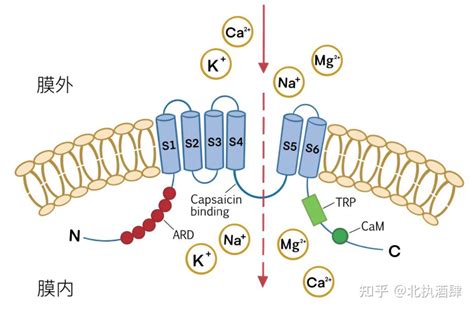 Trpv1structure Illustration 的图像结果