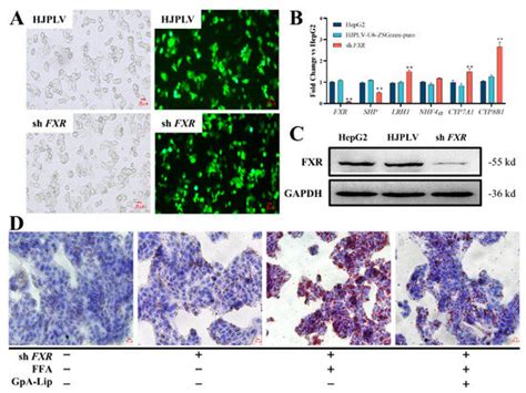 Gypensapogenin A-Liposomes Efficiently Ameliorates Hepatocellular Lipid ...
