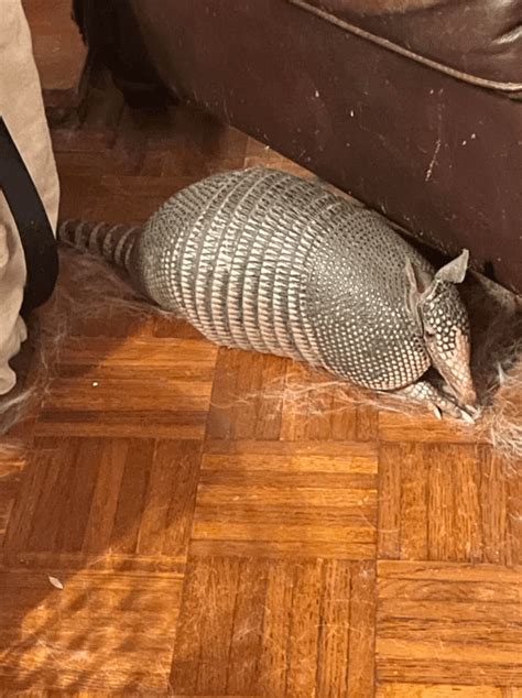 Image result for Window Shattering