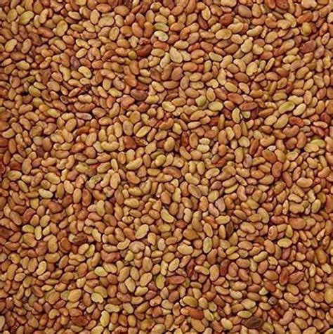 Saisha International Alfalfa/Lucerne/Medicago Sativa/Lucerne Grass ...