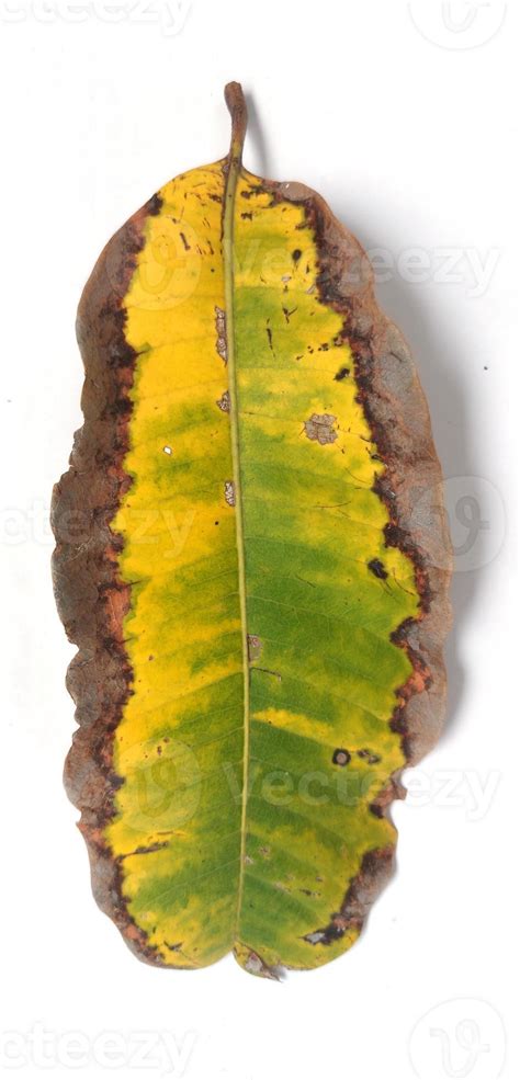 Image result for Mango Leaf Problems