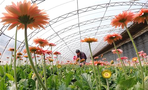 花卉养殖环境监测方案 - 智能农业 - 普锐森社