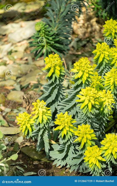 Gopher Spurge or Euphorbia Rigida Plant in Saint Gallen in Switzerland Stock Image - Image of ...