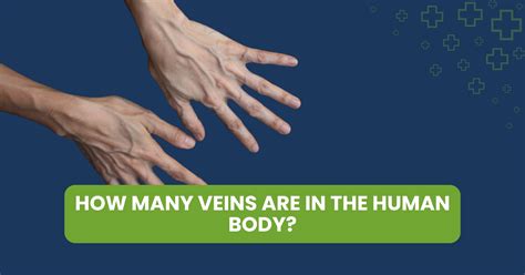 Why Are Veins Blue? The Truth Behind the Color of Your Veins - Palos ...