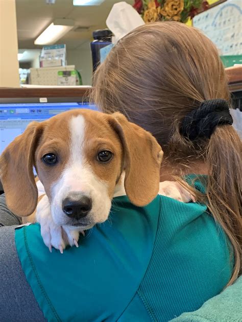 Best Veterinary Hospitals in Wilmington - Windcrest Animal Hospital Group