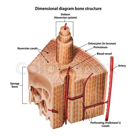 Compact Bone Labeled Model