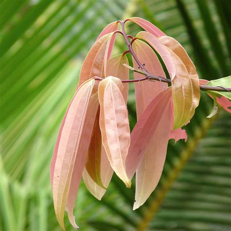 Cinnamomum Tamala Or Tej Patta - Fruit Plants & Tree | Exotic Flora