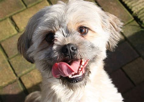 Photos: Dogs show emotions just like us - Rediff Getahead