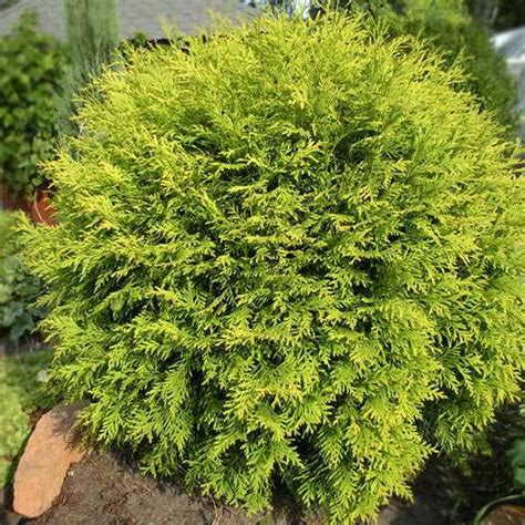 Thuja occ. "Golden Globe" - Rasadnik „Jelena”