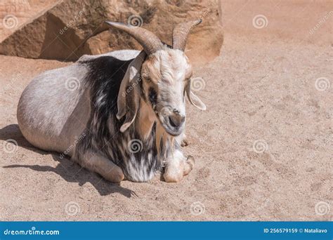 Damara Goat, a Namibian Breed of Fat-tailed Hair Sheep Stock Image ...