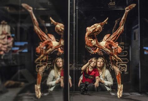 More than 100 bodies on display as ‘Body Worlds’ returns to HMNS