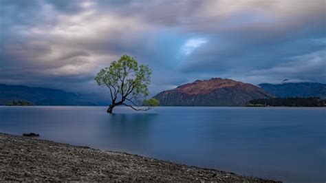 Wanaka tree in new zealand | Premium Photo