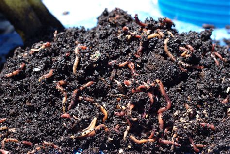 Image result for Worm Composting