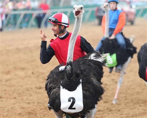 Full day of fun at Ellis Park - ostrich race, camel race, and Dial Me is first-time winner for ...