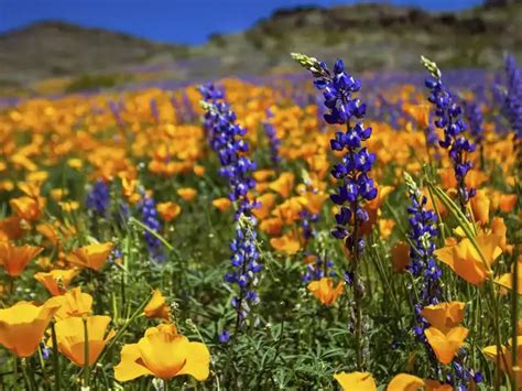 Spectacular sight - Photos: California bursts into 'super bloom' after ...