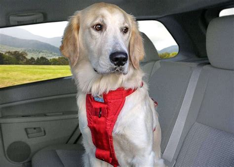 The 10 Best Dog Car Seats, Carriers, Harnesses, and Seat Belts for Pups on the Road | Dog car ...