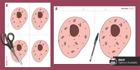 Animal Cell Diagram GCSE | Beyond (teacher made) - Twinkl