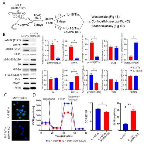 The Critical Role of AMPKα1 in Regulating Autophagy and Mitochondrial ...