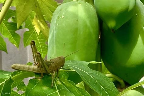 Tropical Gardens Day Tour with Outback Gourmet Meal & Sightseeing ...