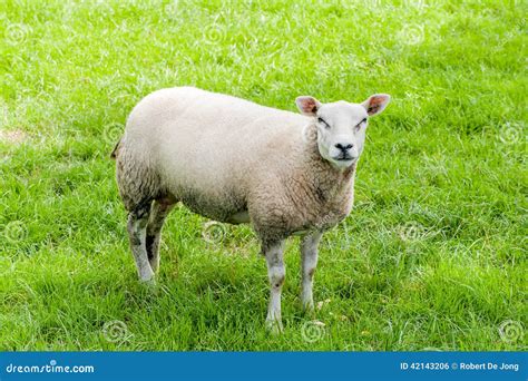Sheep in a pasture stock photo. Image of grassland, udders - 42143206