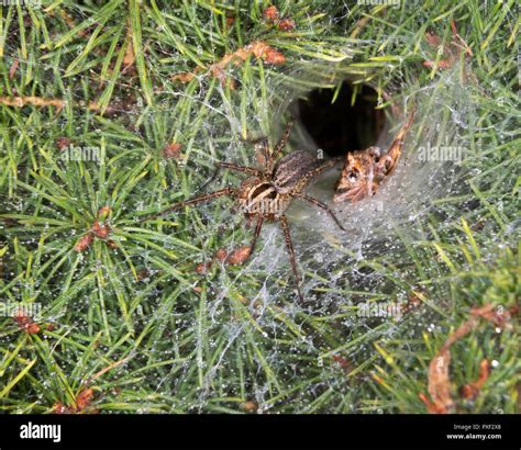 Funnel-Weaver Grass Spider (Agelenopsis sp) female drinking drops of ...